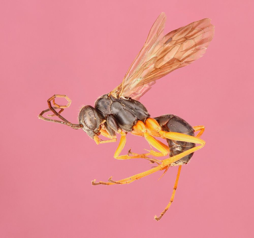 Auplopus adjuctaSpider Wasp (Pompilidae, Auplopus adjuncta) USA, Texas, Travis Co.: Austin Brackenridge Field Laboratory A.…
