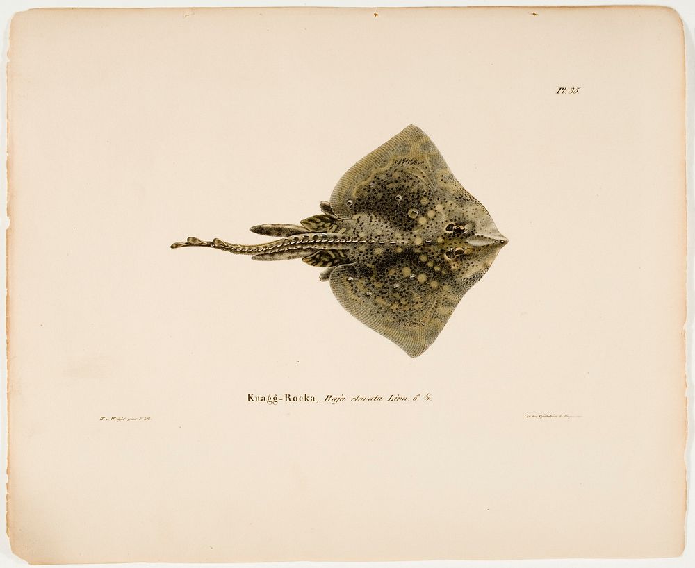 Thornback ray, male, 1836 - 1857, Wilhelm von Wright