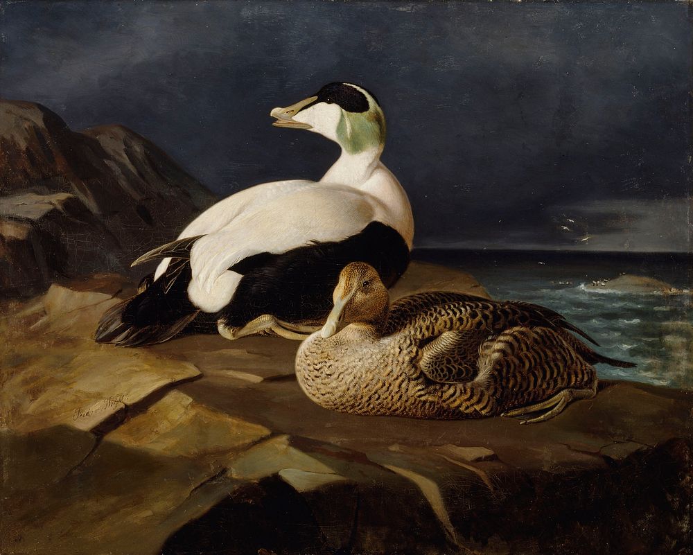 Pair of common eiders on a rock, 1869, by Ferdinand von Wright