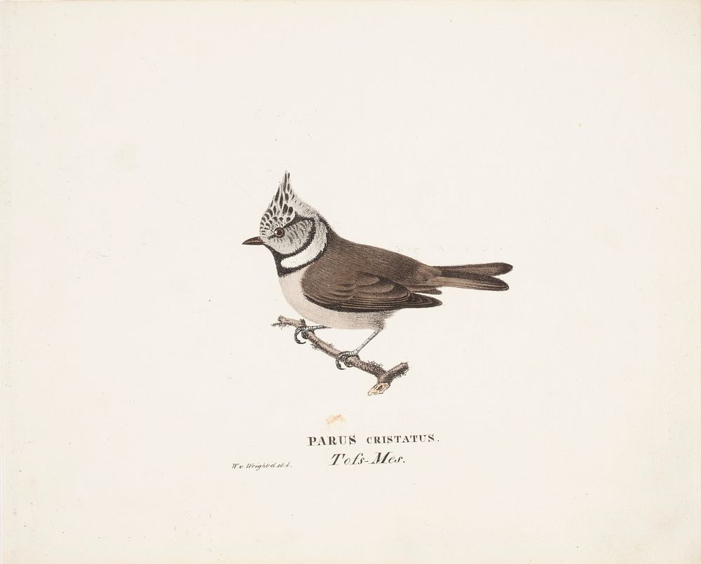 Crested tit, 1829, Wilhelm von Wright