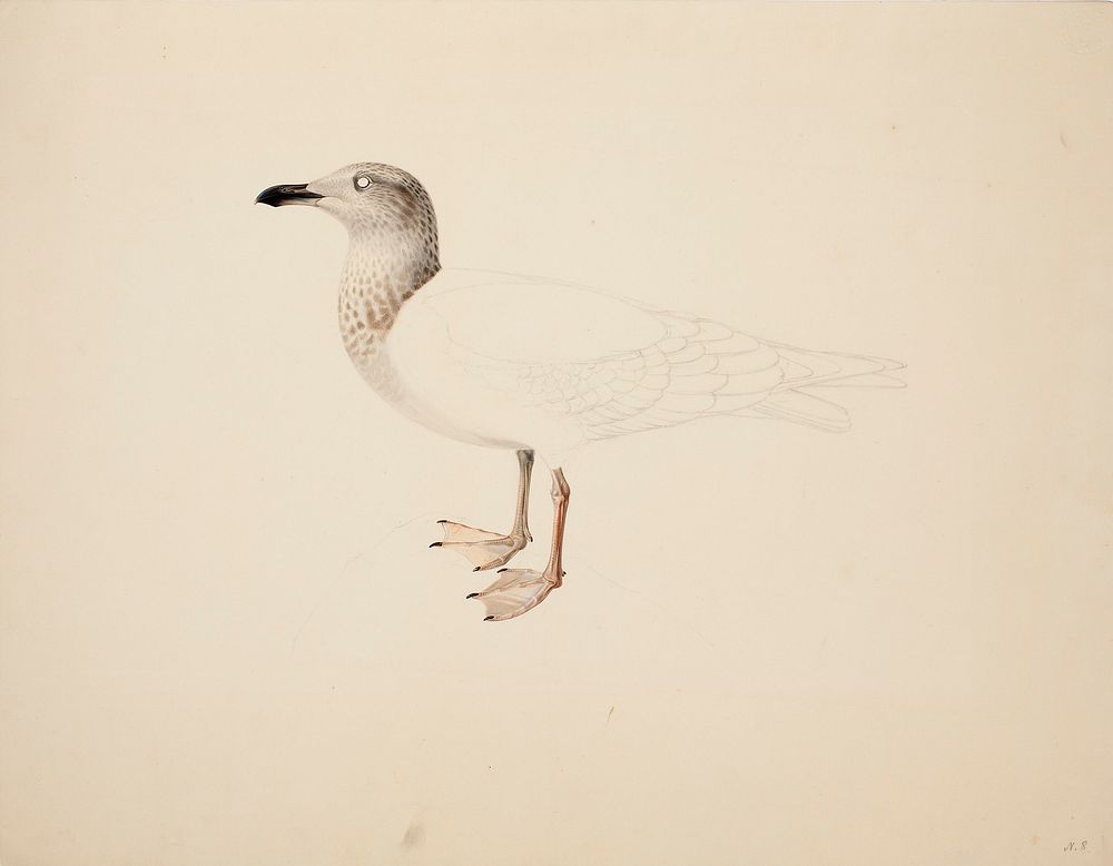 Young european herring gull ; unfinished, 1836, Magnus Von Wright
