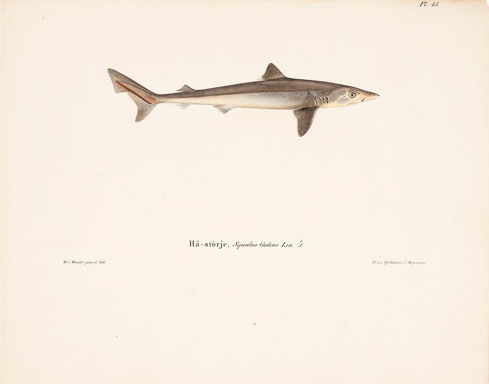 Tope shark, 1836 - 1857, Wilhelm von Wright