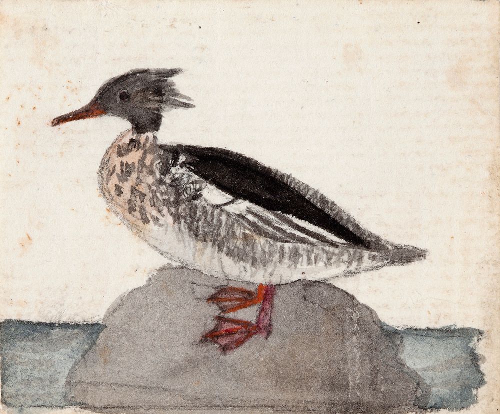 Red-breasted merganser, 1831, by Ferdinand von Wright