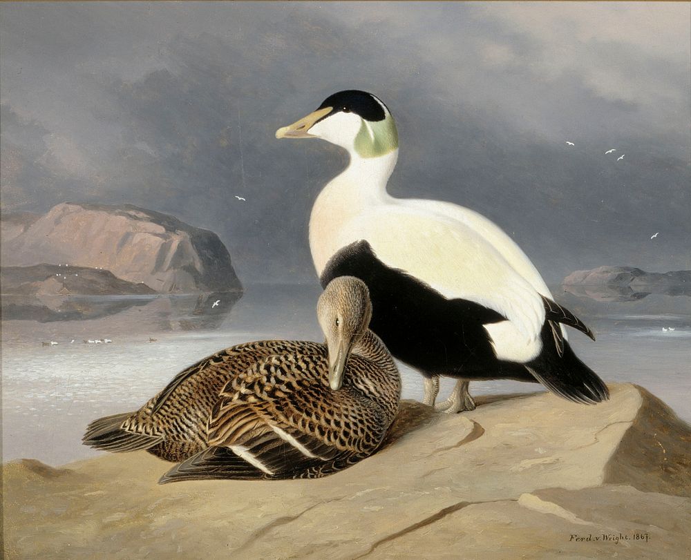Two eiders, 1867, by Ferdinand von Wright