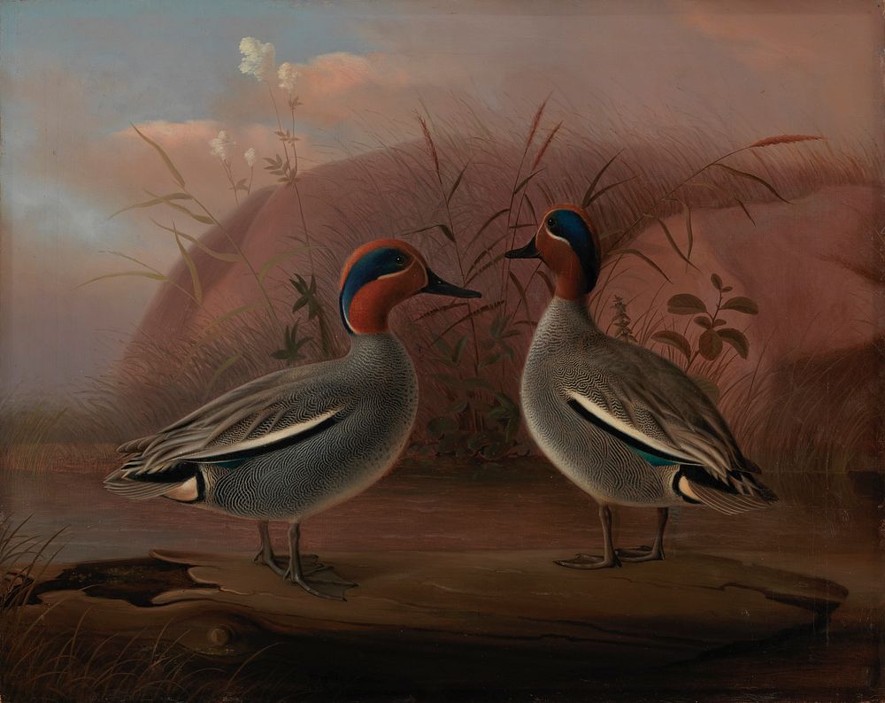 Two male teals by the water, 1849, by Ferdinand von Wright