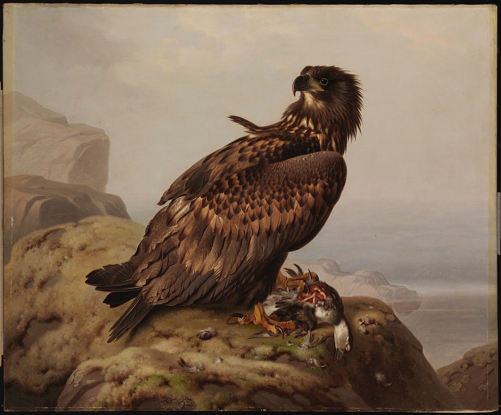 White-tailed eagle with its prey, 1861, by Ferdinand von Wright