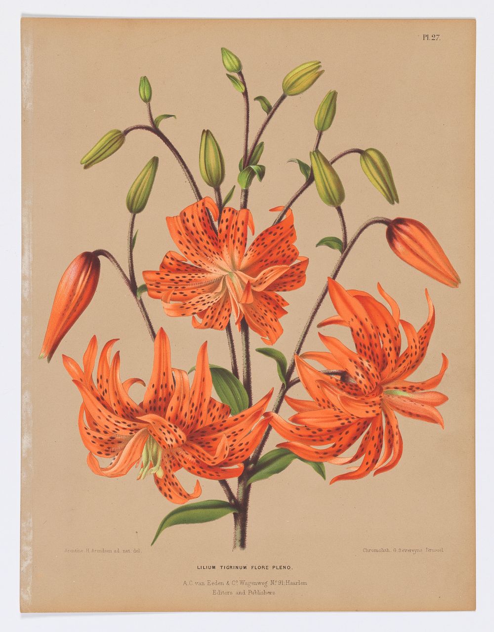 Lilium Tigrinum Flore Pleno, Plate 27 from A. C. Van Eeden's "Flora of Haarlem"