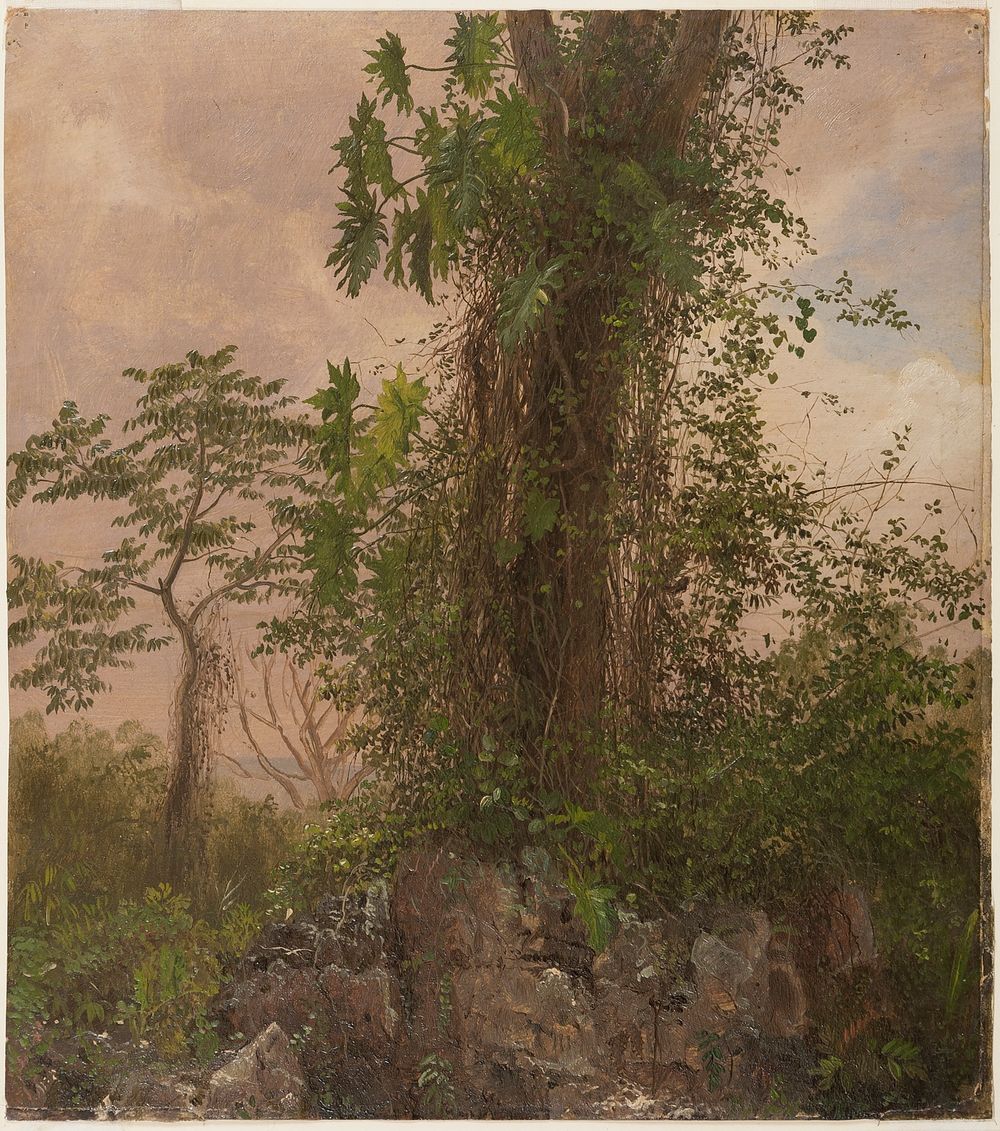 Fig Tree and Wild Philodendron, Frederic Edwin Church