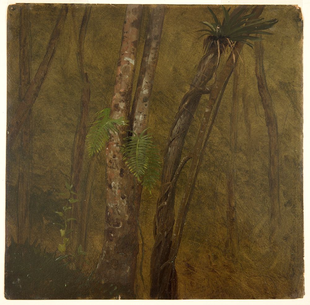 Landscape in Jamaica, Frederic Edwin Church