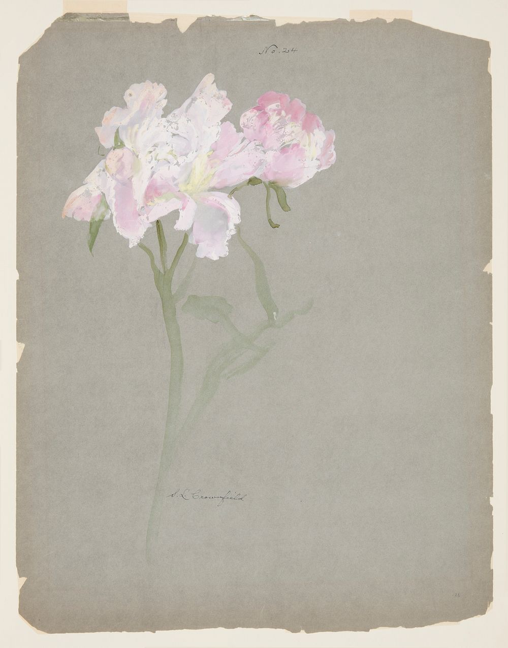 Study of Peony Stalk with Blossoms, Sophia L. Crownfield