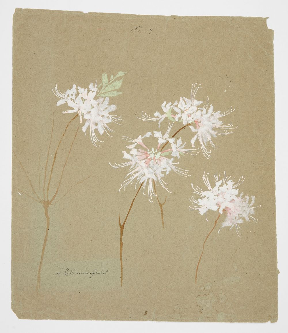 Study of Wild Azalea, Sophia L. Crownfield