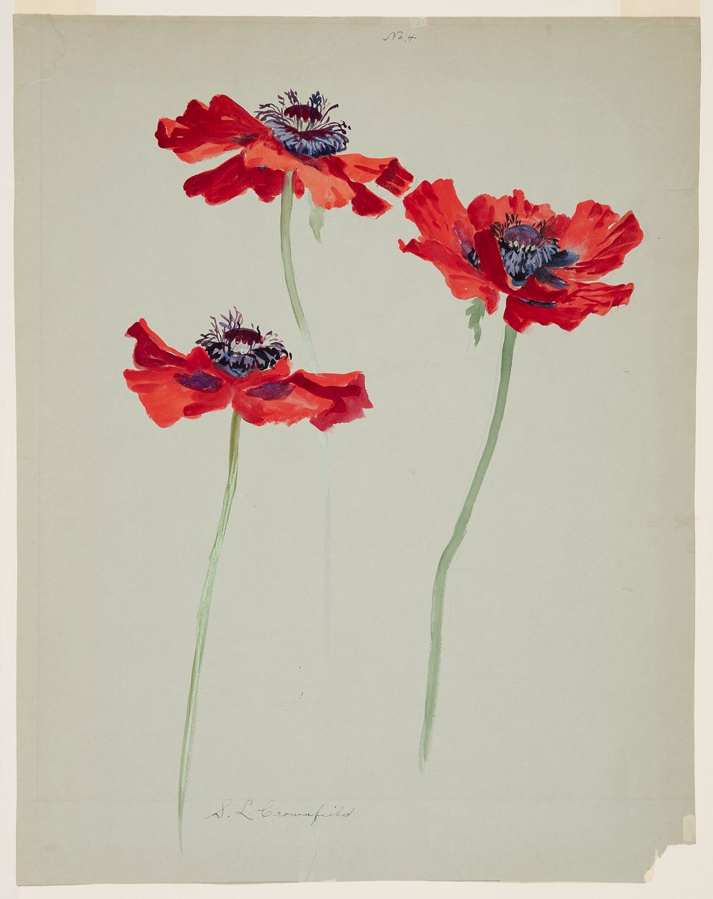Three Studies of Poppies, Sophia L. Crownfield