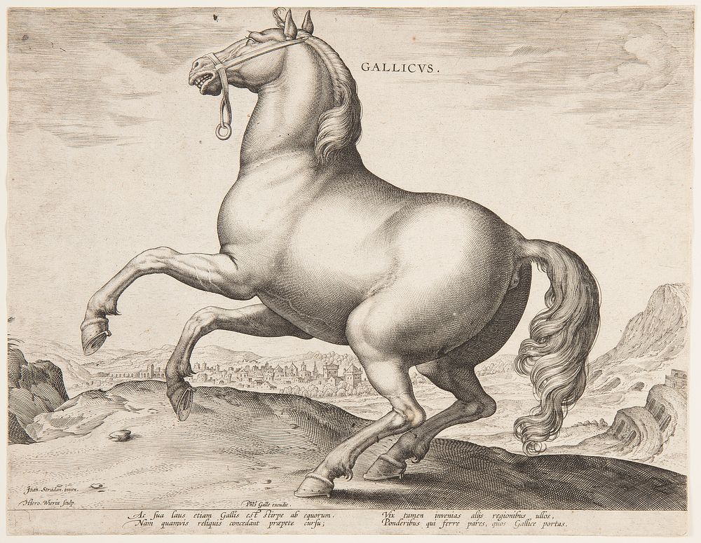 A French Horse, from the first set of "Equile Joannis Austriaci", Jan Van Der Straet