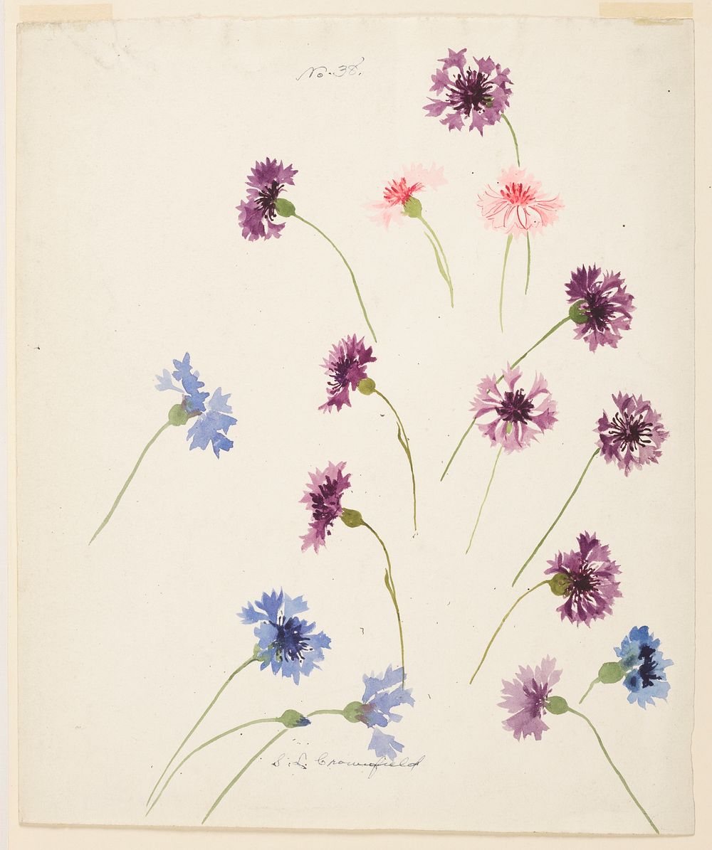 Study of Cornflowers, Sophia L. Crownfield