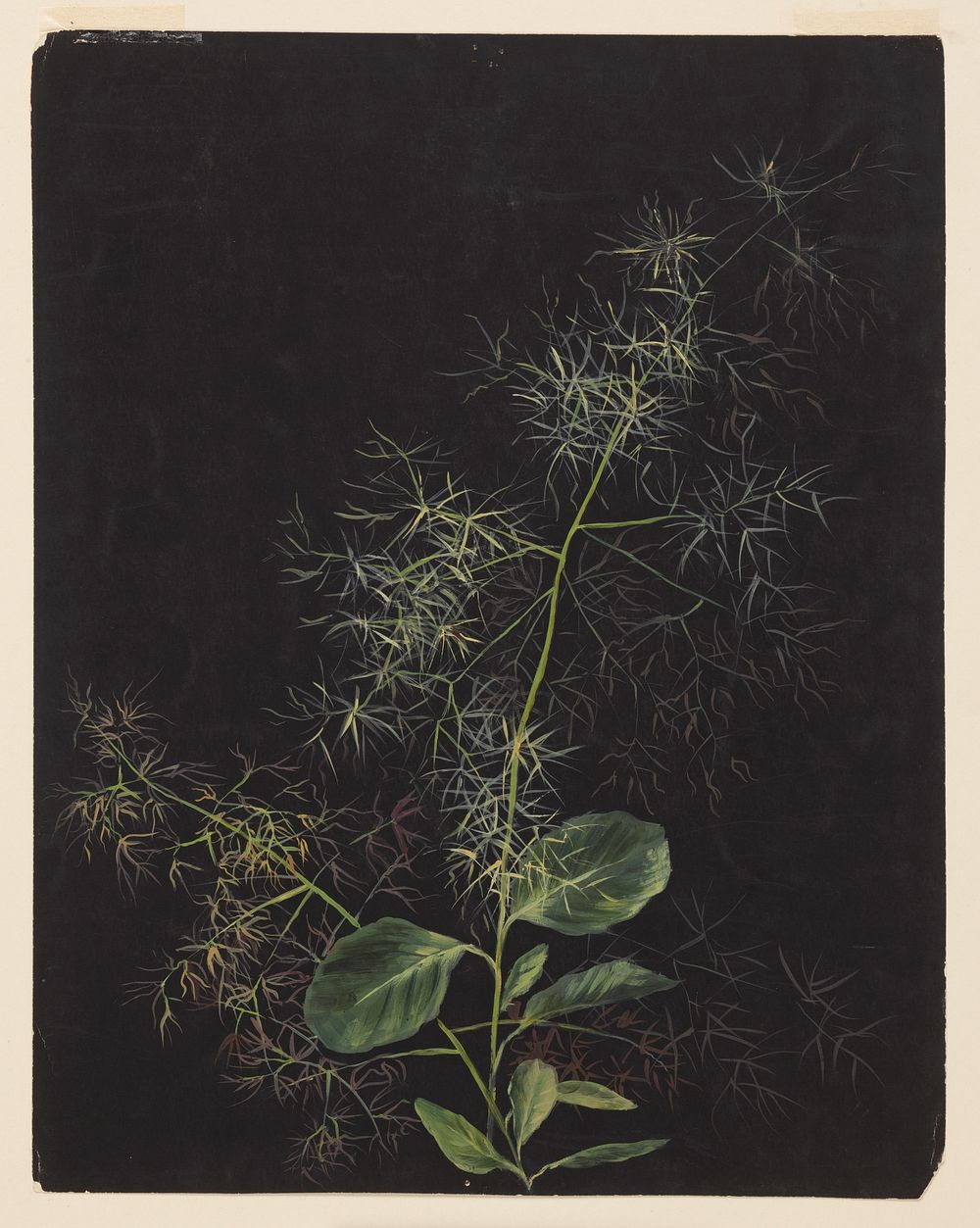 Study of Plant, Possibly Tufted Hairgrass, Sophia L. Crownfield