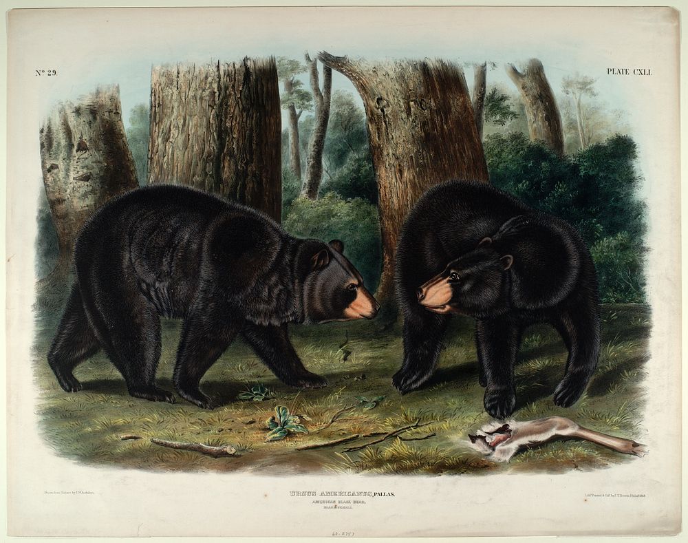 Ursus Americanus, Pallas., Smithsonian National Museum of African Art