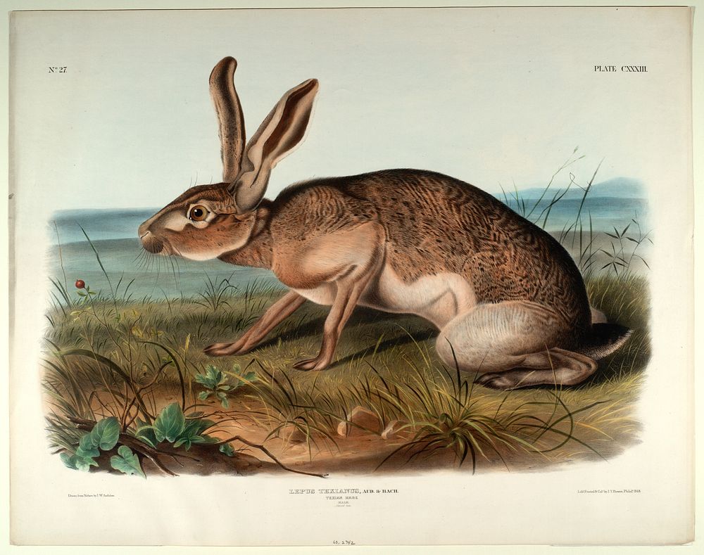 Lepus Texianus, Aud. & Bach., Smithsonian National Museum of African Art