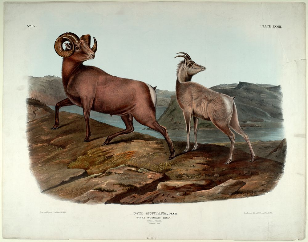 Ovis Montana, Desm (1845- 1848) illustrated by John James Audubon (1785-1851). Original from the Smithsonian National Museum…