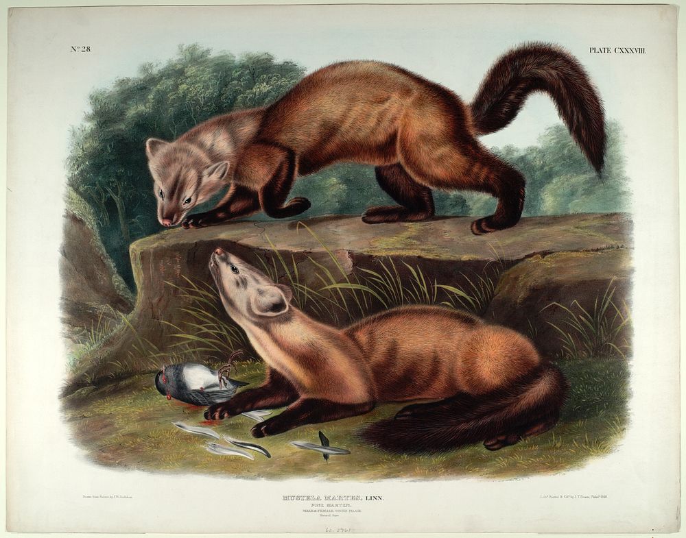 Mustela Martes (1845- 1848) illustrated by John Woodhouse Audubon (1812-1862). Original from the Smithsonian National Museum…