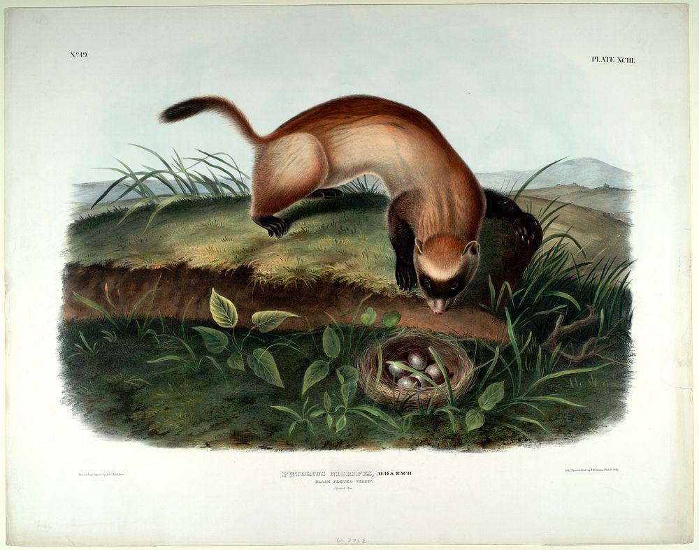 Putorius Nigripes (1845- 1848) illustrated by John Woodhouse Audubon (1812-1862). Original from the Smithsonian National…