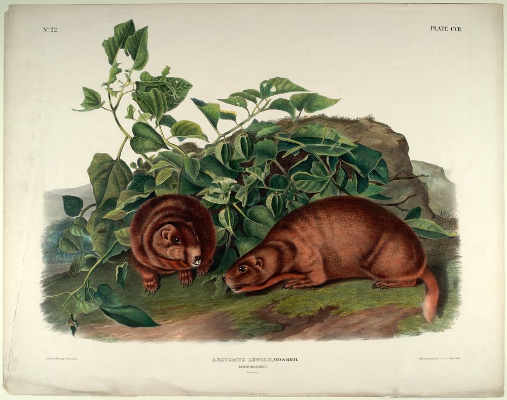 Arctomys Lewisii (1845- 1848) illustrated by John Woodhouse Audubon (1812-1862). Original from the Smithsonian National…