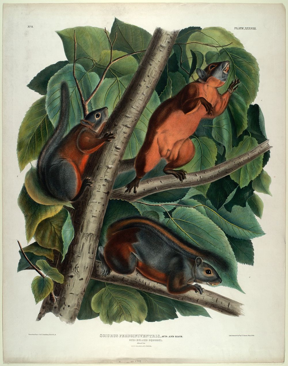 Sciurus Feruginiventris (1845- 1848) illustrated by John James Audubon (1785-1851). Original from the Smithsonian National…