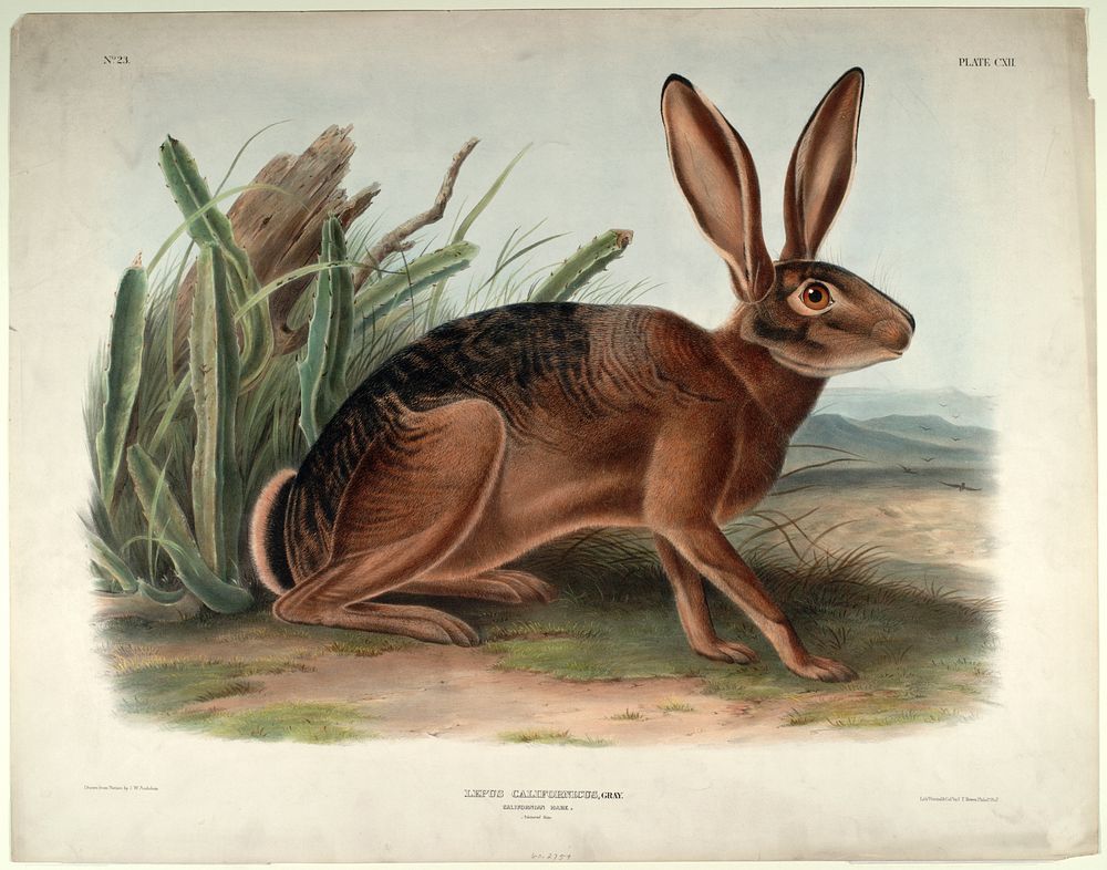 Lepus Californicus (1845- 1848) illustrated by John Woodhouse Audubon (1812-1862). Original from the Smithsonian National…