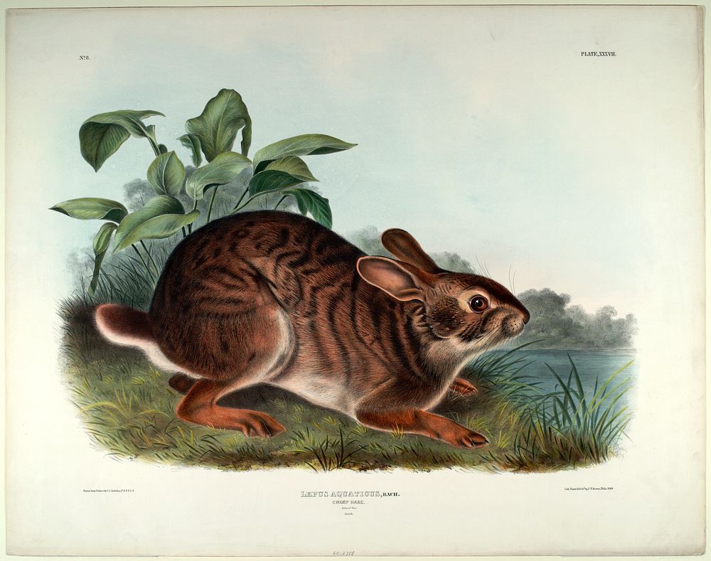 Lepus Aquaticus (1845- 1848) illustrated by John James Audubon (1785-1851). Original from the Smithsonian National Museum of…