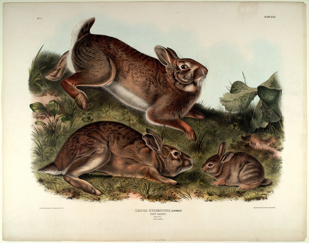 Lepus Sylvaticus (1845- 1848) illustrated by John James Audubon (1785-1851). Original from the Smithsonian National Museum…