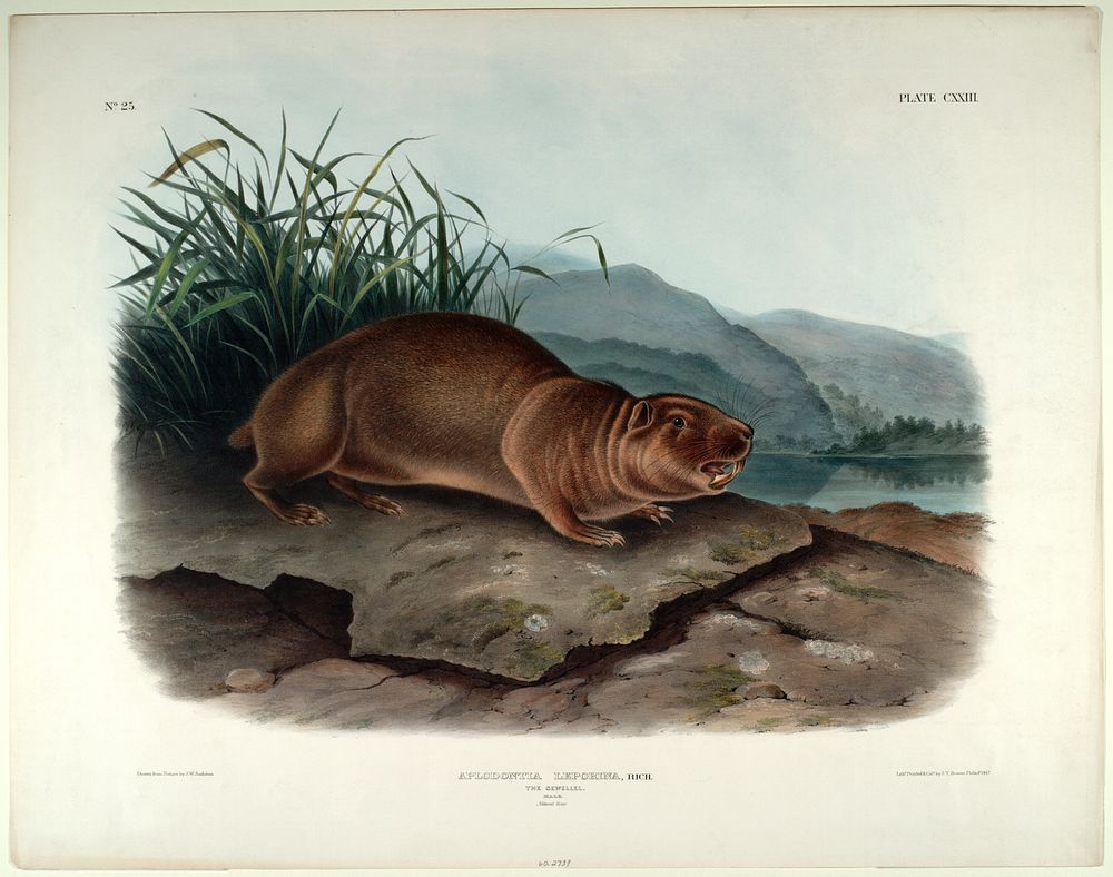 Aplodontia Leporina (1845- 1848) illustrated by John Woodhouse Audubon (1812-1862). Original from the Smithsonian National…