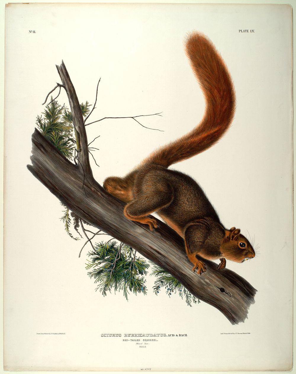 Sciurus Rubricaudatus (1845- 1848) illustrated by John James Audubon (1785-1851). Original from the Smithsonian National…