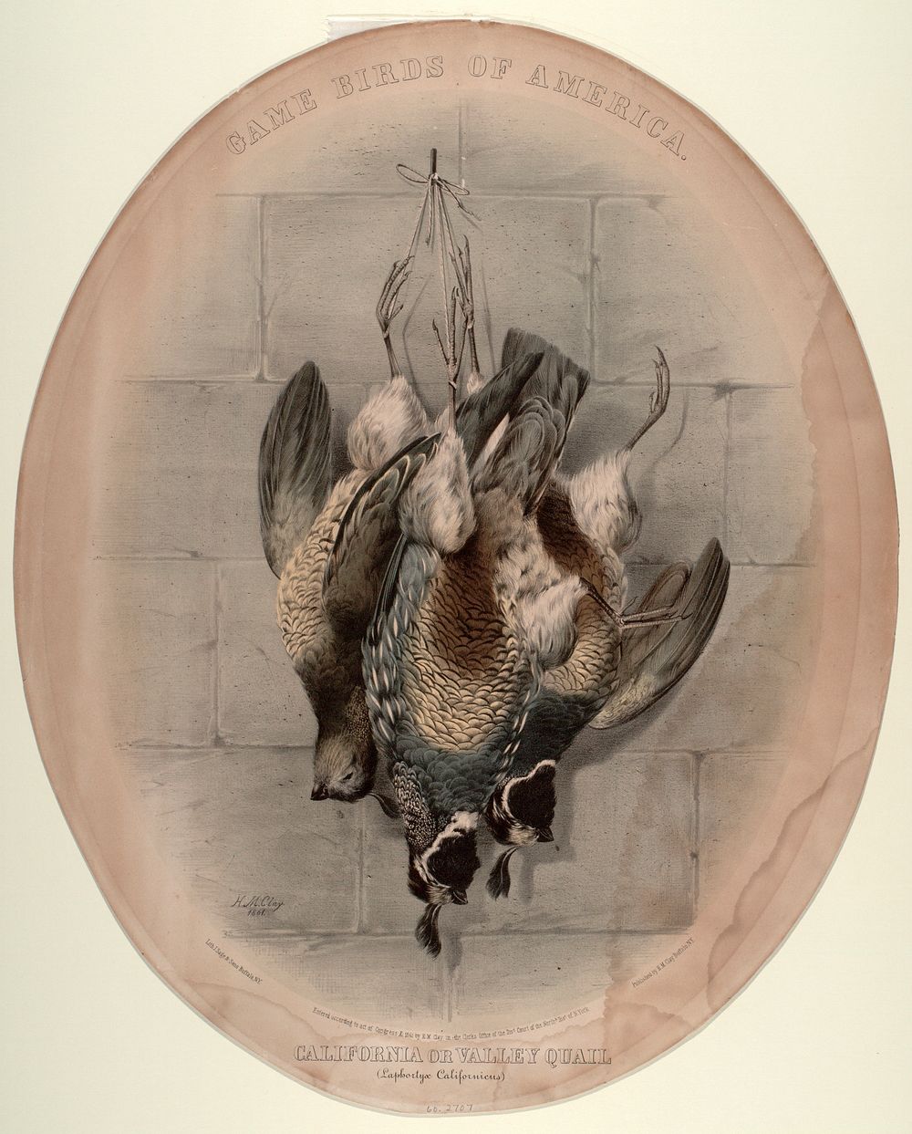 Game Birds of America / California or Valley Quail, Smithsonian National Museum of African Art
