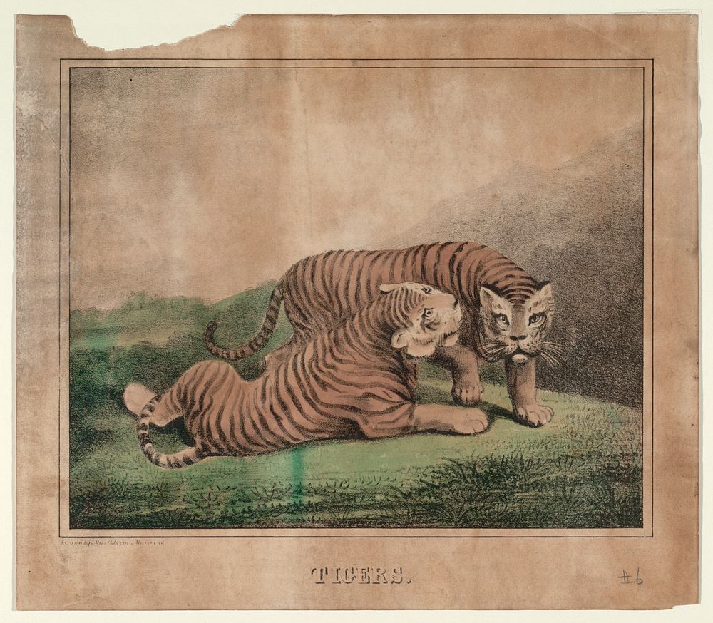 Tigers, Smithsonian National Museum of African Art