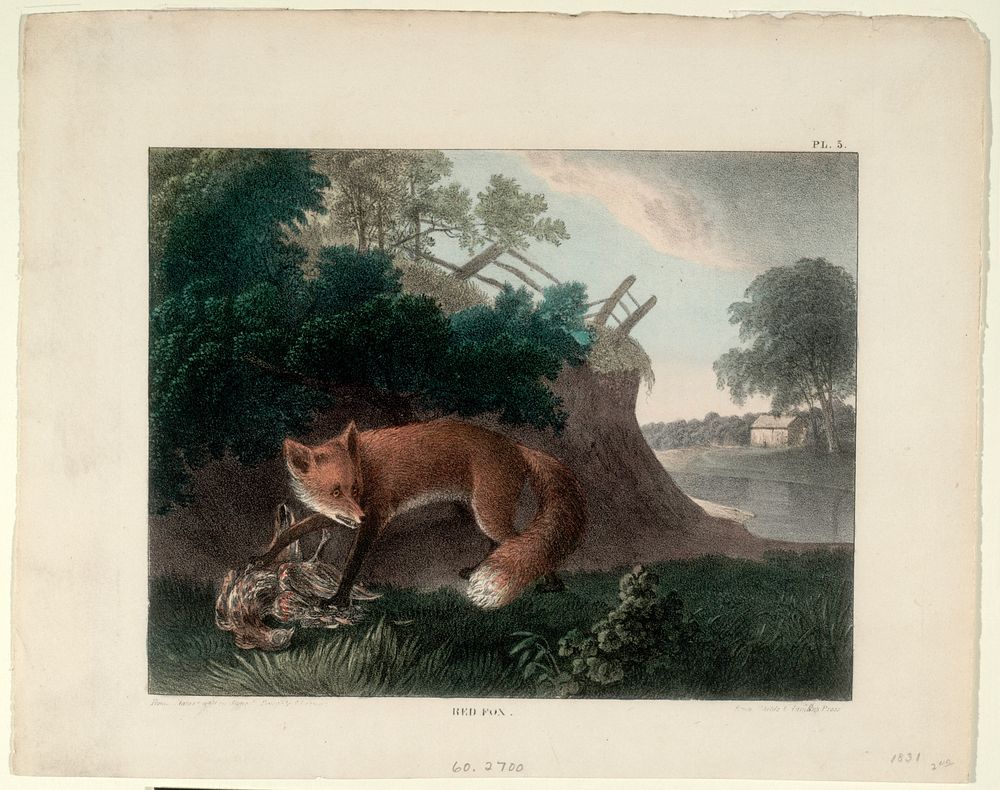 Red Fox, Smithsonian National Museum of African Art