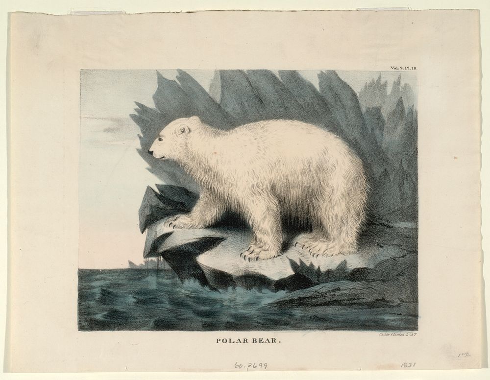 Polar Bear, Smithsonian National Museum of African Art