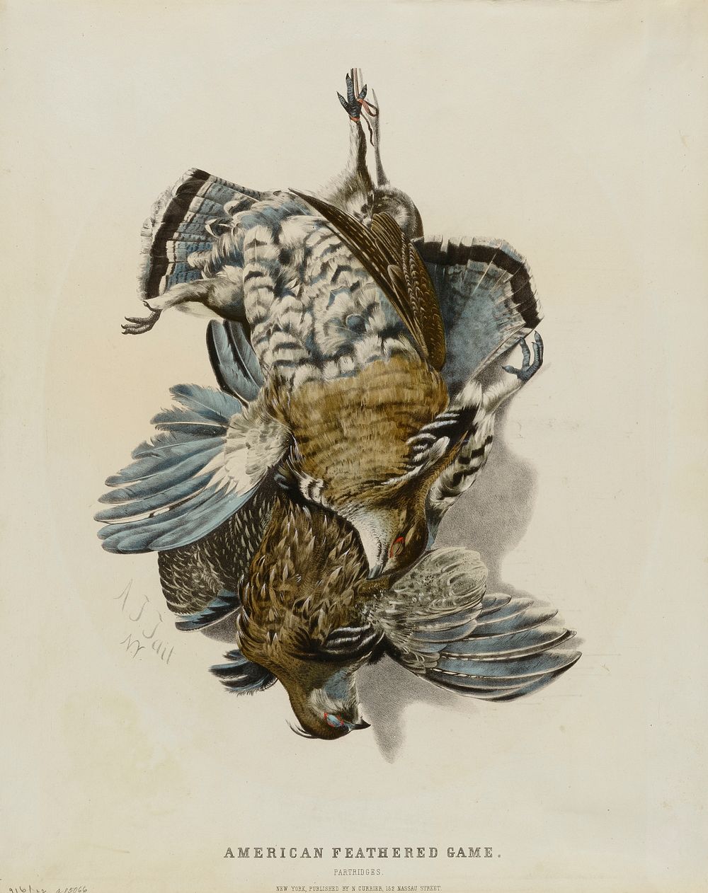 American Feathered Game--Partridges, Nathaniel Currier