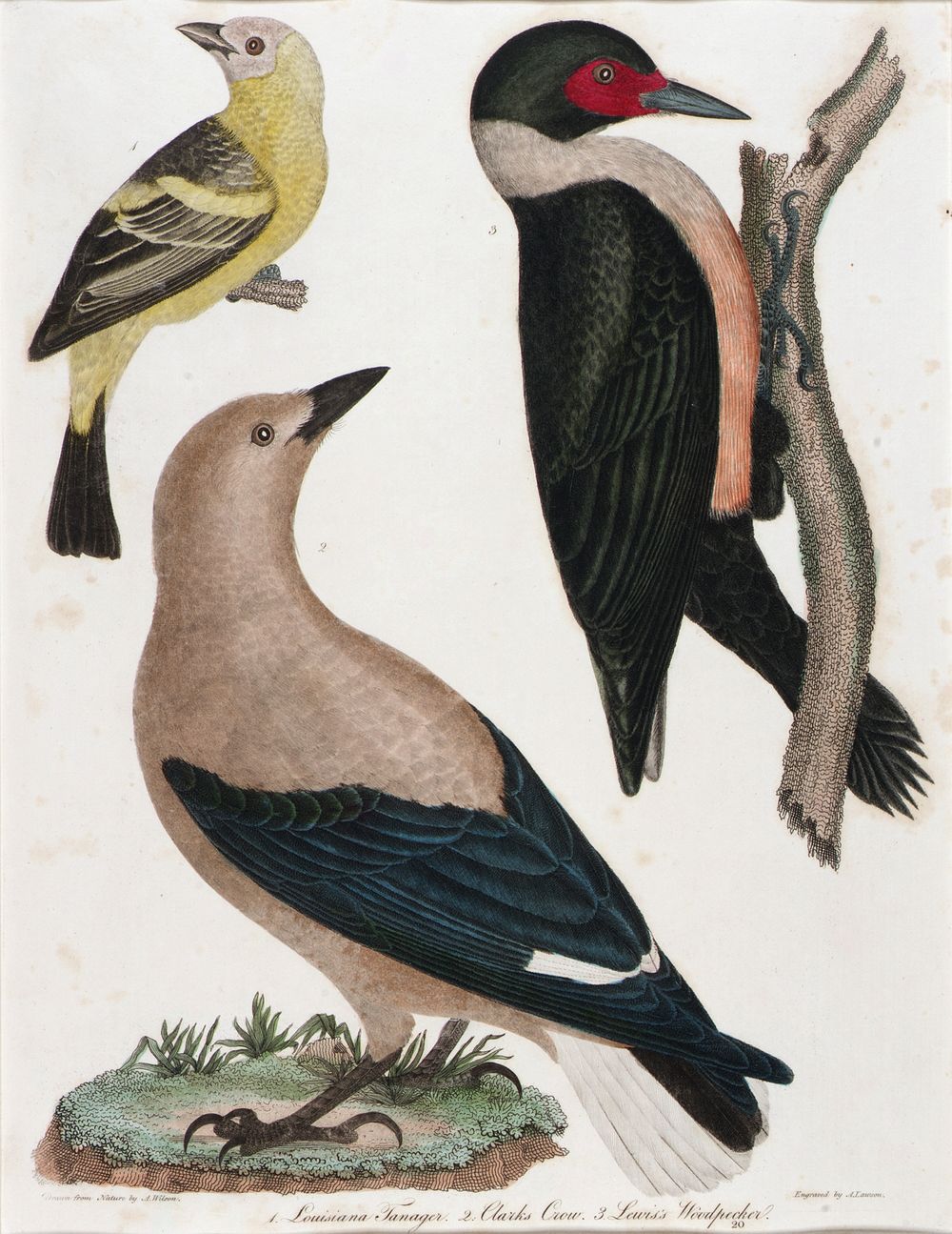 Louisiana Tanager, Clark's Crow, Lewis' Woodpecker