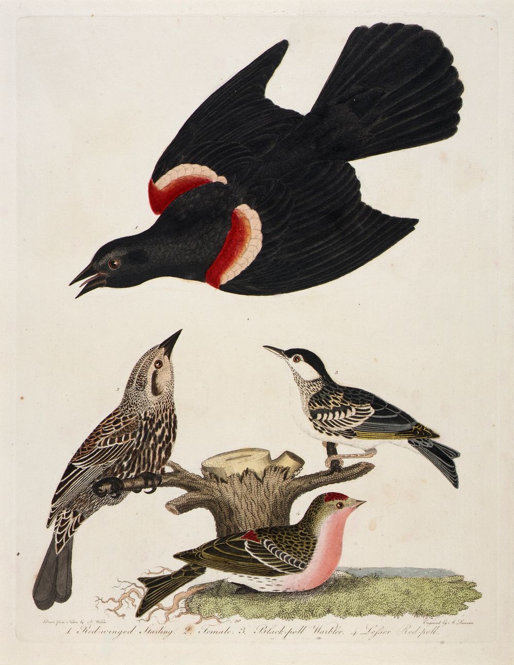 1. Red-winged Starling. 2. Female. 3. Black-poll Warbler. 4. Lesser Red-poll, Alexander Lawson