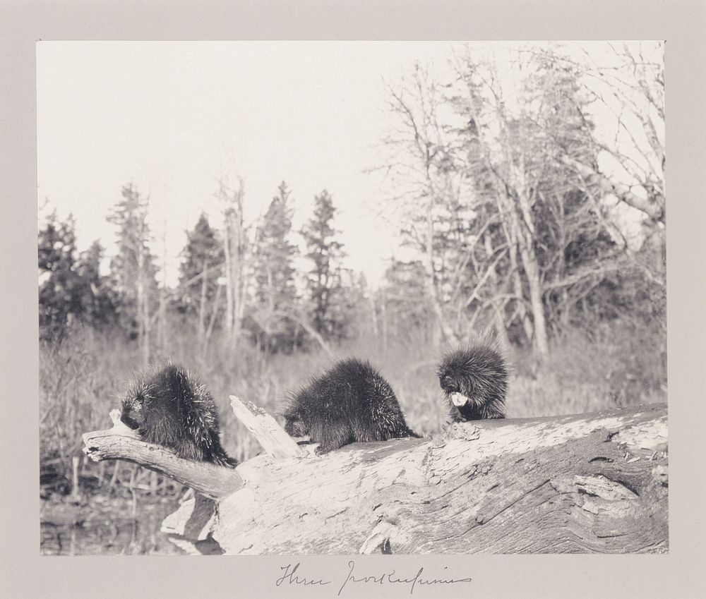 Three Porcupines