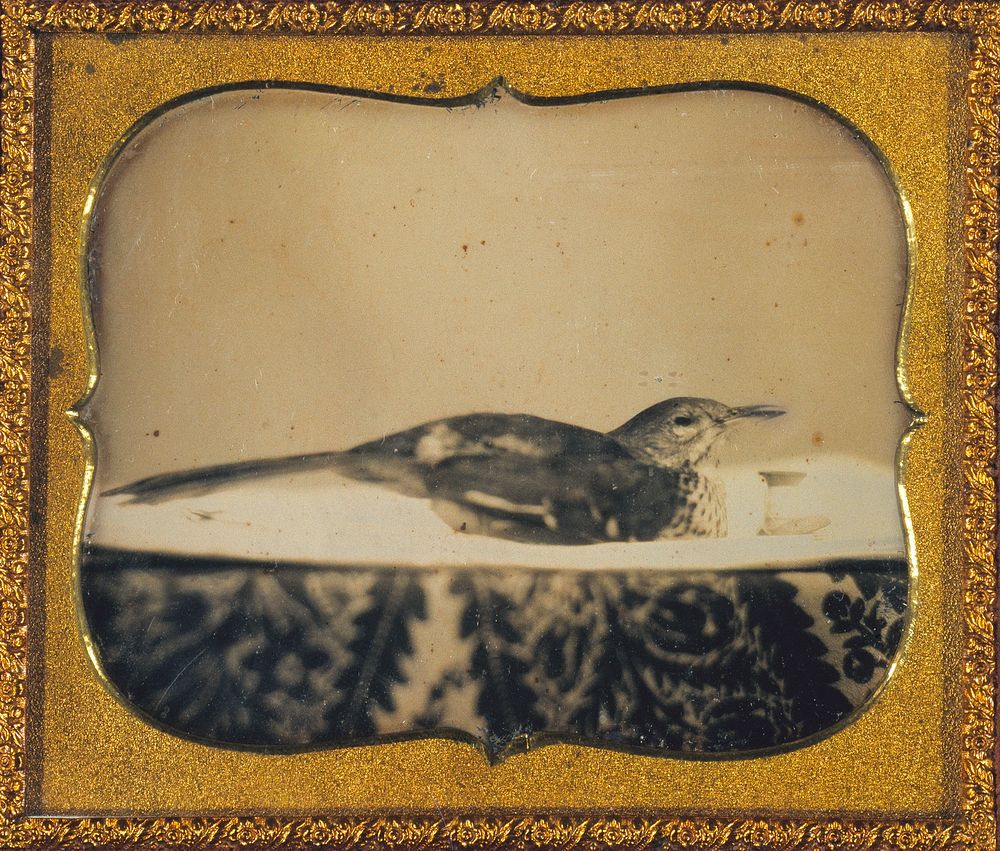 Bird in Basin with Thread Spool and Patterned Cloth