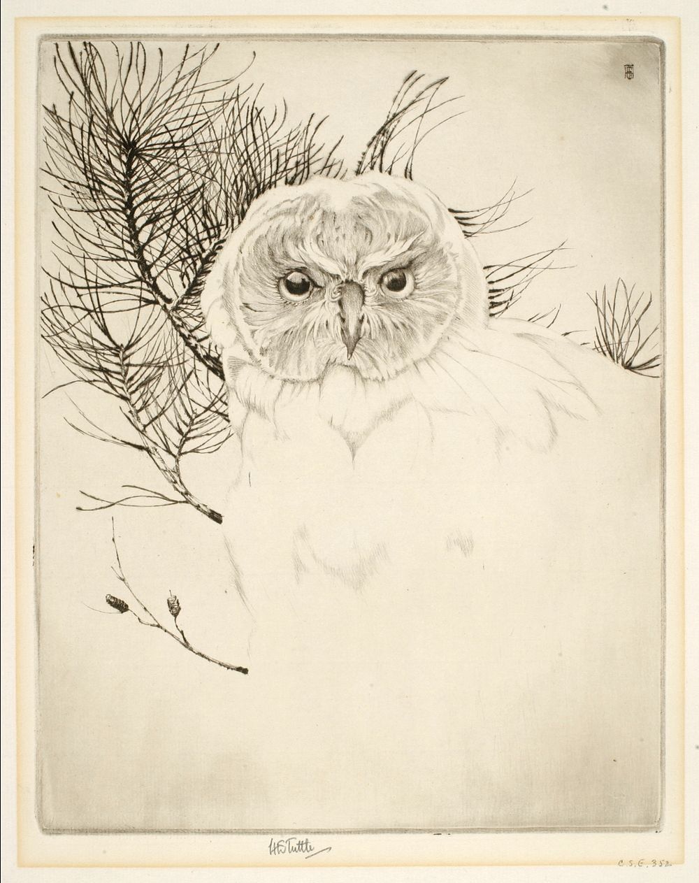 Nantucket Owl, Emerson Tuttle