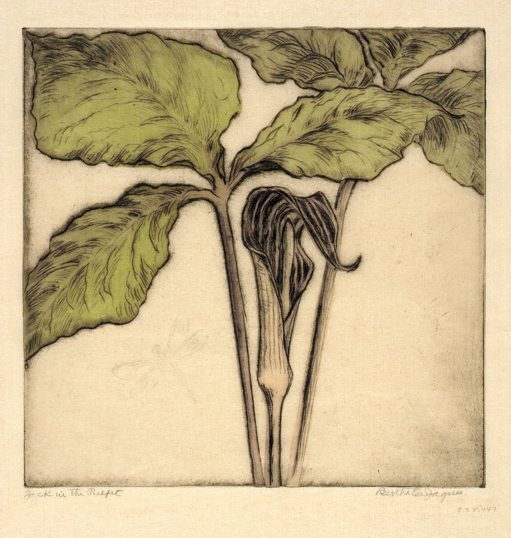 Jack in the Pulpit, Bertha Jaques