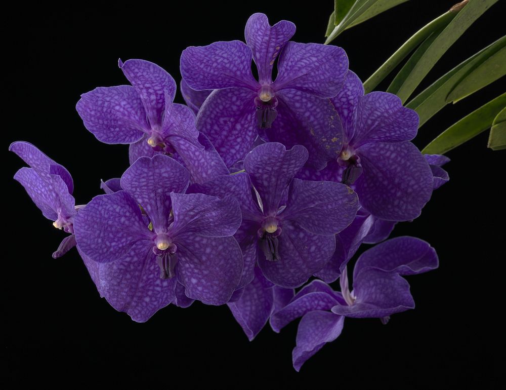 Vanda Pachara Delight 'Isabella'