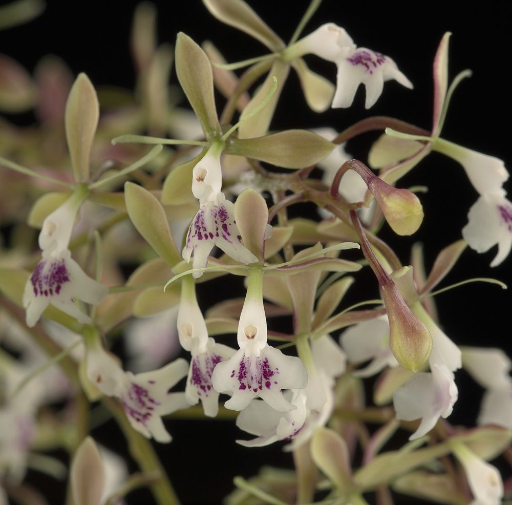 Epidendrum Islander's Delight