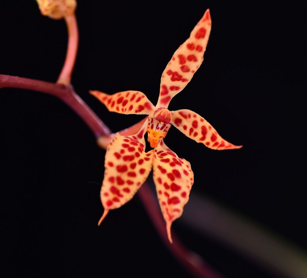 Renanthera monachica