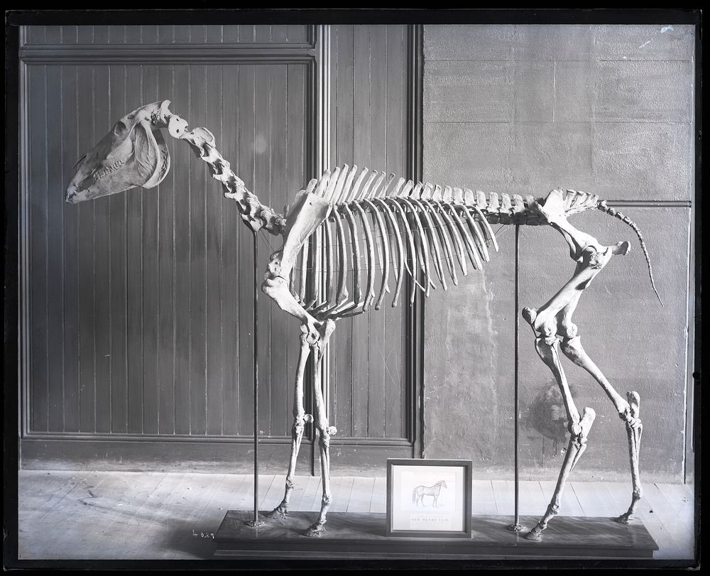 Mounted Skeleton of Horse, "Old Henry Clay"