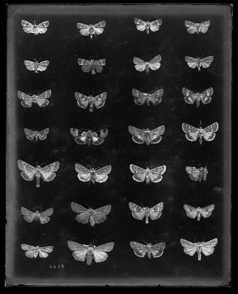 Moth Specimens