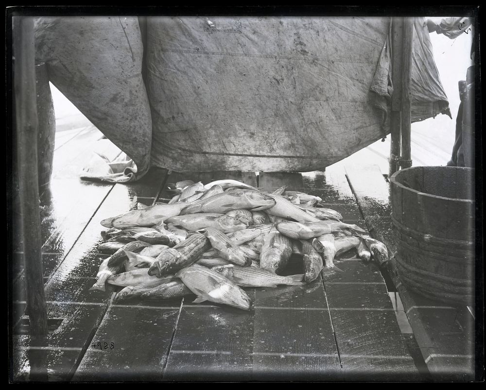United States Fish Commission Survey of Fisheries Along the Albemarle Sound, North Carolina, 1881