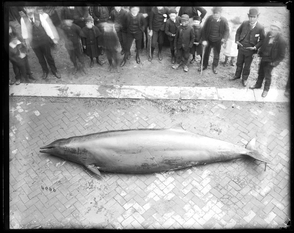 Gervais' Beaked Whale Specimen with Onlookers Gathered Around