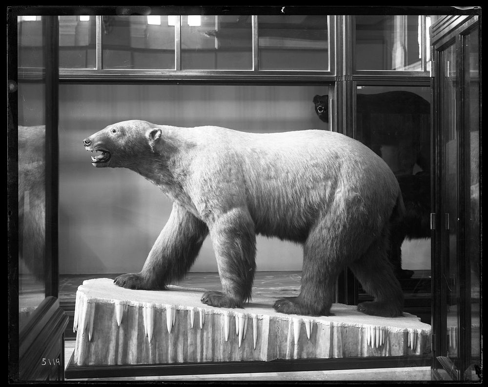 Mounted Model of a Polar Bear